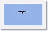 Magnificent Frigatebird