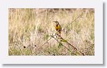 Eastern Meadowlark