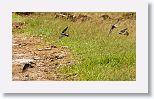 Cave Swallow