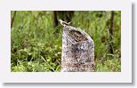 Northern Mockingbird