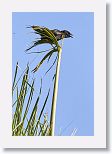 Cuban Crow