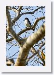 Giant Kingbird
