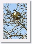Giant Kingbird