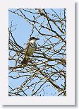 Giant Kingbird
