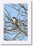 Giant Kingbird