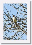 Giant Kingbird