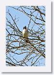 Giant Kingbird