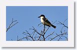 Giant Kingbird