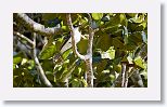 Giant Kingbird