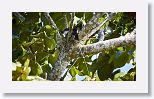 Giant Kingbird