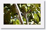 Cuban Blackbird