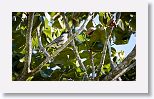 Giant Kingbird
