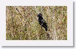 Smooth-billed Ani