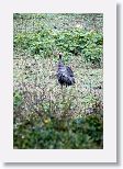 Helmeted Guineafowl