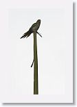 Cuban Parakeet