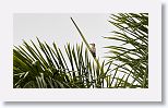 West Indian Woodpecker
