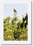 American Kestrel