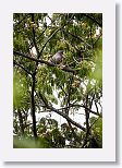 Plain Pigeon