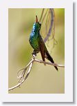 Cuban Emerald
