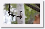 American Kestrel
