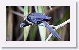 Smooth-billed Ani