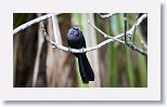Smooth-billed Ani