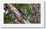 Great Lizard Cuckoo