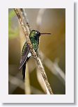 Cuban Emerald