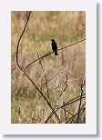 Red-shouldered Blackbird