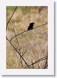 Red-shouldered Blackbird
