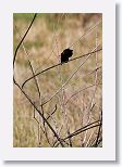 Red-shouldered Blackbird