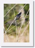 Red-shouldered Blackbird