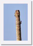 West Indian Woodpecker