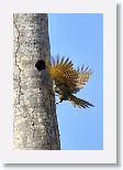 Fernandina?s Flicker