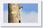Fernandina?s Flicker
