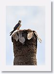 American Kestrel