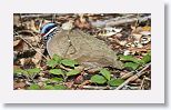 Blue-headed Quail-dove