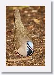 Blue-headed Quail-dove