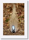 Blue-headed Quail-dove