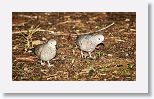 Common Ground-dove