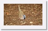 Blue-headed Quail-dove