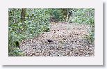 Gray-headed Quail-dove