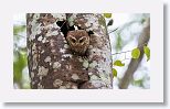 Bare-legged Owl