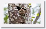 Bare-legged Owl