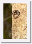 Bare-legged Owl