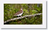 Key-west Quail-dove