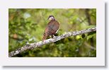 Key-west Quail-dove
