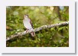 Key-west Quail-dove