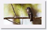 La Sagra?s Flycatcher