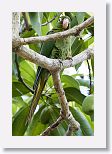 Cuban Parakeet